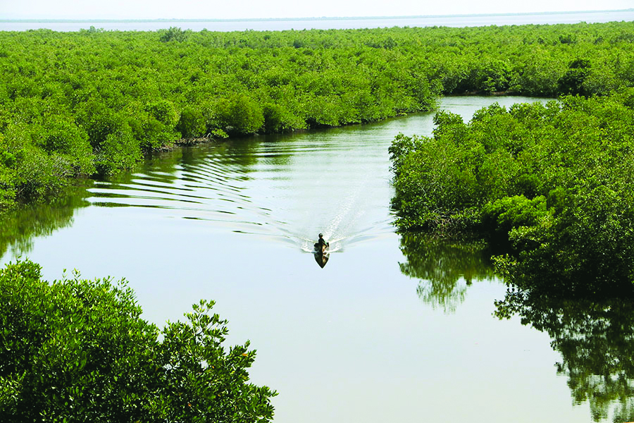 Mangrove yang penting sebagai pelindung abrasi pantai dan banjir. Foto : Junaidi Hanafiah/Mongabay Indonesia