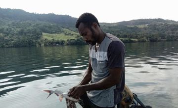Foto: Yan Pulalo, nelayan Kampung Yoka, sedang mengeluarkan ikan dari jaring yang ditebar di Danau Sentani. (Project M/Leo Ohee)