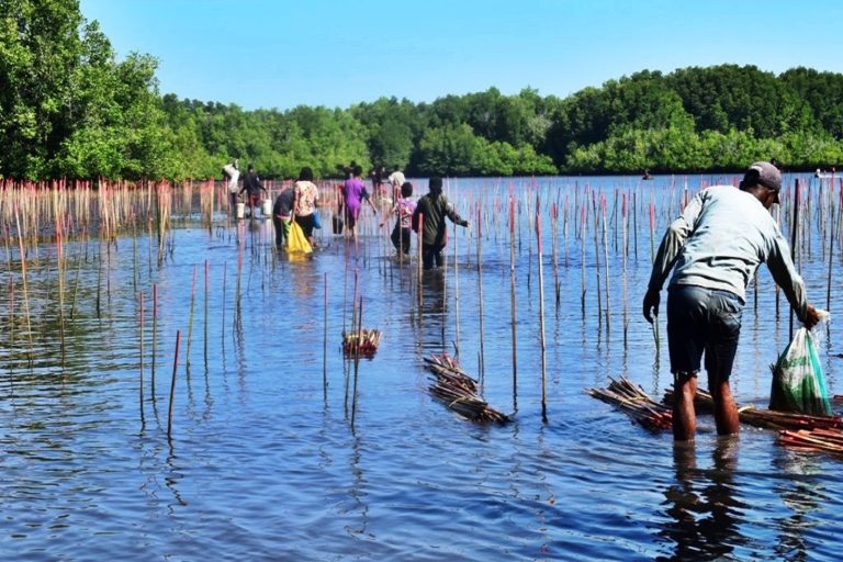 Warga melakukan penanaman bibit mangrove pesisir pantai Kelurahan Kota Uneng, Maumere, Kabupaten Sikka, NTT. Foto : Ebed de Rosary/Mongabay Indonesia