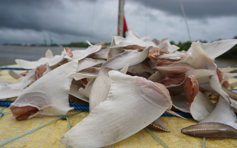 Sirip hiu pari yang dijemur  di atas kapal nelayan di Desa Karei, Kecamatan Aru Selatan Timur, Kabupaten Kepulauan Aru, Maluku. <br> Dok: Destructive Fishing Watch (DFW) Indonesia