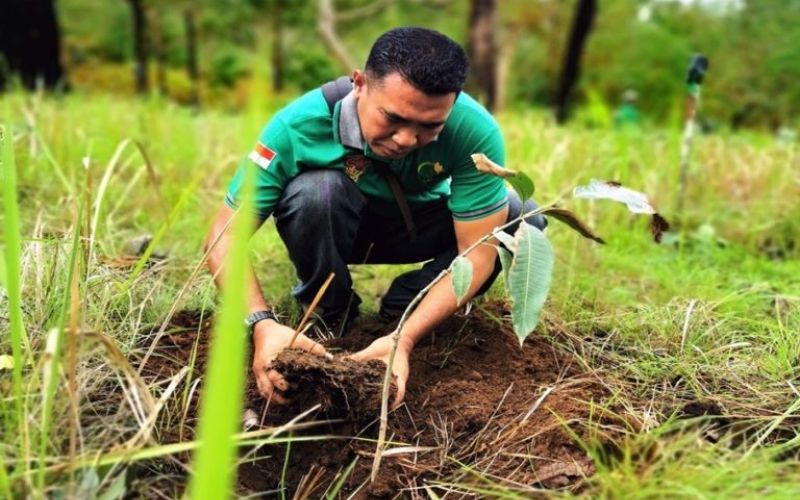 Penanaman pohon oleh Unit Pelaksana Teknis Kesatuan Pengelolaan Hutan (UPT KPH) Kabupaten Sikka di hutan lindung Egon Ilimedo yang gundul akibat kebakaran lahan. <br> Foto : Ebed de Rosary/Mongabay Indonesia