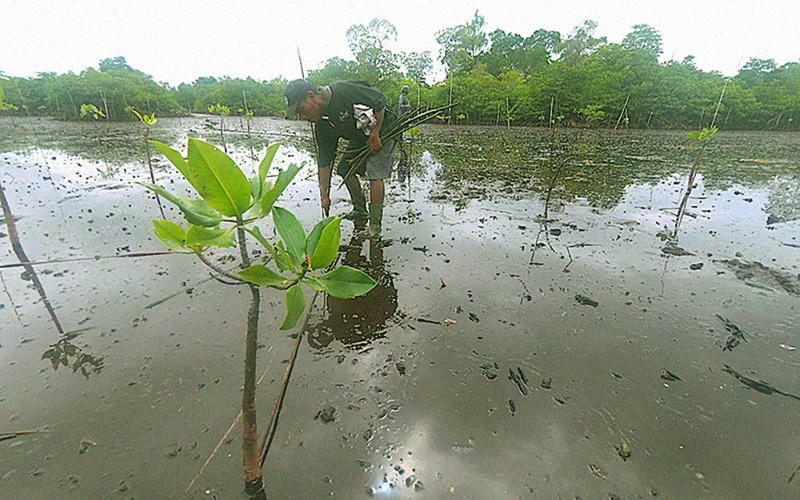 Warga Desa Uwedikan, Kecamatan Luwuk Timur, Kabupaten Banggai, Sulawesi Tengah, secara sadar menanam mangrove <br> Foto:Christopel Paino/Mongabay Indonesia 