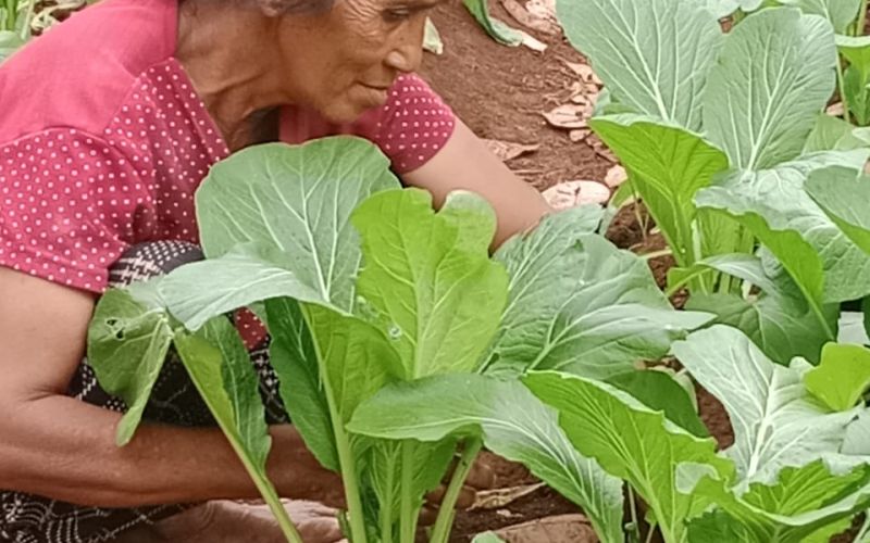 Foto: Kebun Mama Sry dan Pak Lukas, Desa Mere Kehe, Kecamatan Kodi Bangedo (Dokumentasi Yayasan BaKTI).