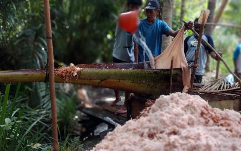 Proses membuat tepung sagu dengan cara tradisional. Foto: Mahmud Ichi/ Mongabay Indonesia