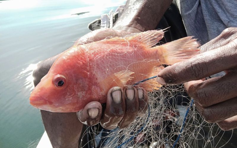 Ikan merah yang baru diambil dari jaring yang dipasang di Danau Sentani. (Project M/Leo Ohee)