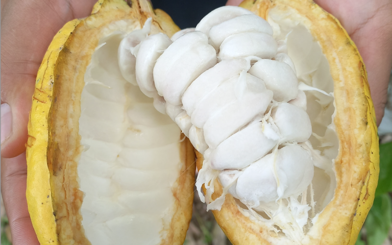 Dok. Perkumpulan Mnukwar