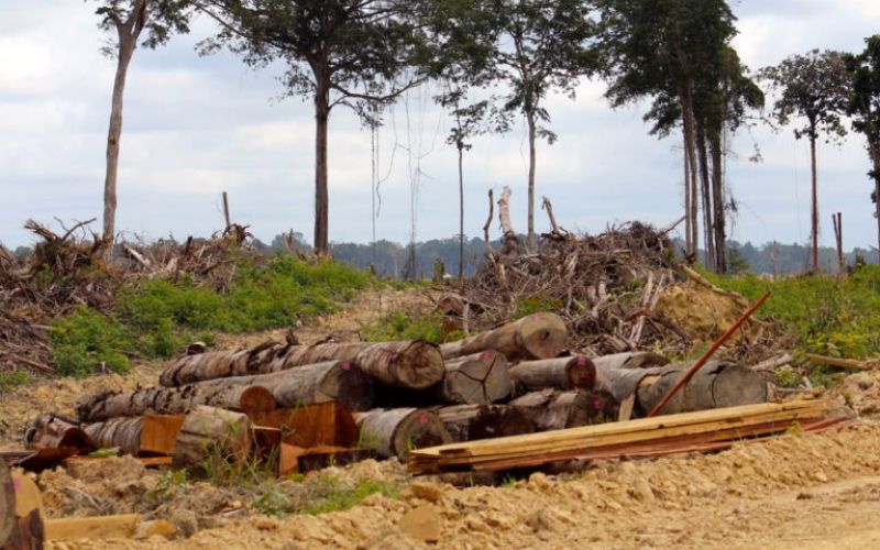 Hutan adat di Sorong, Papua, terbabat perusahaan untuk kebun sawit. Foto: Pemuda Mahasiswa Iwaro