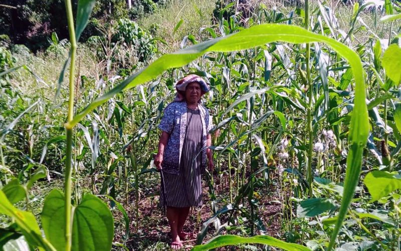 Ani berada di kebun miliknya. Sembari menunggu pembukaan Sekolah Alam Dngo-Dongi miliknya, dia fokus mendorong masyarakat untuk terlibat dalam menanam obat-obatan dan pangan lokal | Sumber: Dokumentasi pribadi. Sumber: tutura.ir