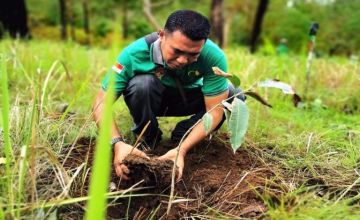 Penanaman pohon oleh Unit Pelaksana Teknis Kesatuan Pengelolaan Hutan (UPT KPH) Kabupaten Sikka di hutan lindung Egon Ilimedo yang gundul akibat kebakaran lahan. <br> Foto : Ebed de Rosary/Mongabay Indonesia