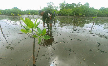 Warga Desa Uwedikan, Kecamatan Luwuk Timur, Kabupaten Banggai, Sulawesi Tengah, secara sadar menanam mangrove <br> Foto:Christopel Paino/Mongabay Indonesia 