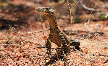 Seekor komodo muda terlihat di Pulau Ontoloe yang berada di Taman Wisata Alam Laut 17 Pulau, Riung, Kabupaten Ngada. (Dokumentasi BBKSDA NTT)