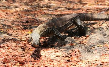 Komodo tak cuma terdapat di Pulau Komodo, Kabupaten Manggarai Barat, tapi juga ada di Pulau Flores bagian utara, tepatnya di Kecamatan Riung, Kabupaten Ngada. Hewan langka ini terancam perdagangan ilegal satwa liar, industri ekstraktif, dan perubahan lingkungan dan iklim. (Dokumentasi BBKSDA NTT)