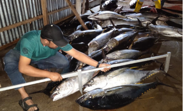 Ilustrasi. Pengukuran ikan tuna milik nelayan Jambula, Ternate, Maluku Utara oleh enumerator MDPI. <br> Foto : MDPI