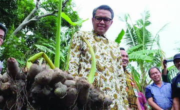 Nurdin Abdullah melakukan panen talas Satoimo bersama para petani di Pinrang <br> Sumber: Dok HMS Bantaeng.
