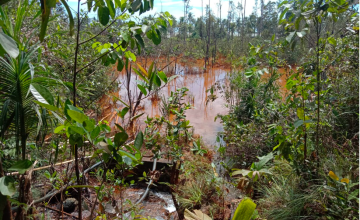 Rawa jadi lokasi endapan lumpur ore nikel di belakang pemukiman warga tahun lalu. br <Foto:>Rabul Sawal/ Mongabay Indonesia