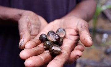 Hasil kerang-kerangan sebagai salah satu sumber pangan yang dikumpulkan dari hutan adat masyarakat adat Asmat