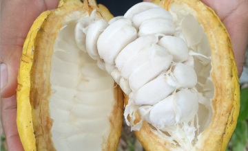 Dok. Perkumpulan Mnukwar