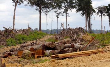 Hutan adat di Sorong, Papua, terbabat perusahaan untuk kebun sawit. Foto: Pemuda Mahasiswa Iwaro